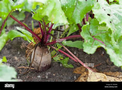 Beetroot Root beet garden beet Rote Beete Rote Bete Rote Rübe