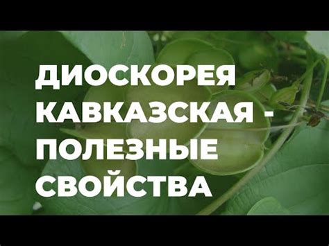 Диоскорея кавказская (корневища, 20 грамм) | Магазин пчеловодства ...