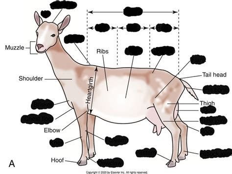 goat anatomy Diagram | Quizlet