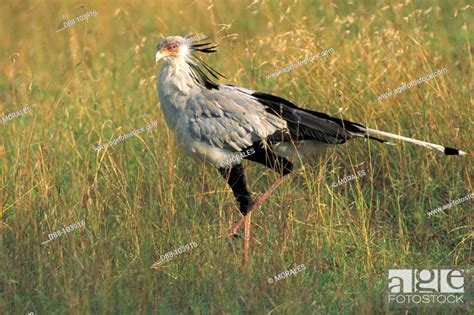 Secretary Bird Sagittarius Serpentarius Kenya Stock Photo Picture