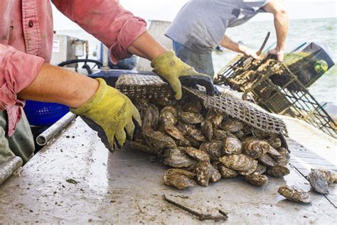 Louisiana Oyster Farmers Can Get Grants For New Harvesting Methods