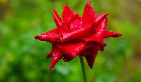 Closeup De Una Hermosa Rosa Roja Brillante En Gotas De Roc O Despu S De