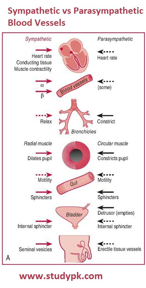 Comparison of Sympathetic vs Parasympathetic Blood Vessels - StudyPK