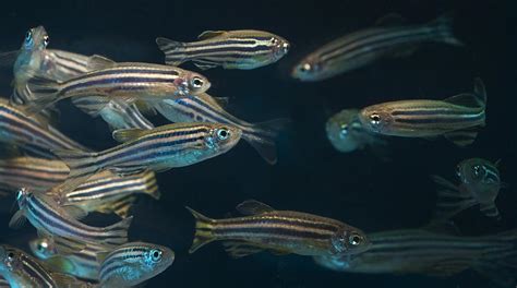 Adult Zebrafish [IMAGE] | EurekAlert! Science News Releases 