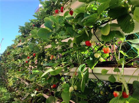 Grow Organic Strawberries On Your Fence Using Rain Gutters Ingenius