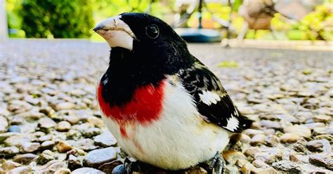 Bird Watch Waiting For The Rose Breasted Grosbeak