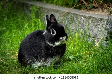 Dwarf Rabbit: Over 10,067 Royalty-Free Licensable Stock Photos ...