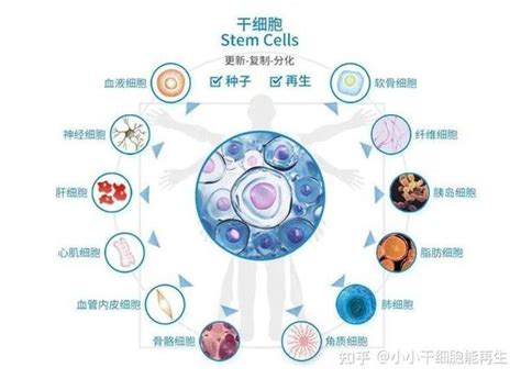 为什么干细胞被称为“万能细胞”最新科普 知乎