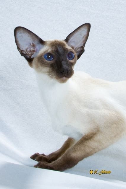 Our Girls Sutton Meows Siamese Cattery Cat Breeds Cattery Cats