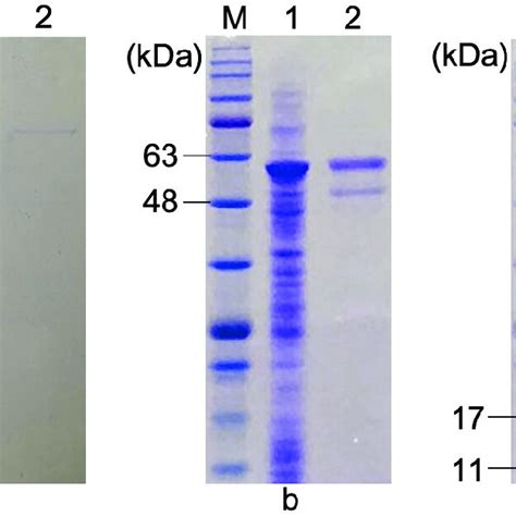 F And Pet B Flicgfp After Digesting With A Bamhi And Xhoi B