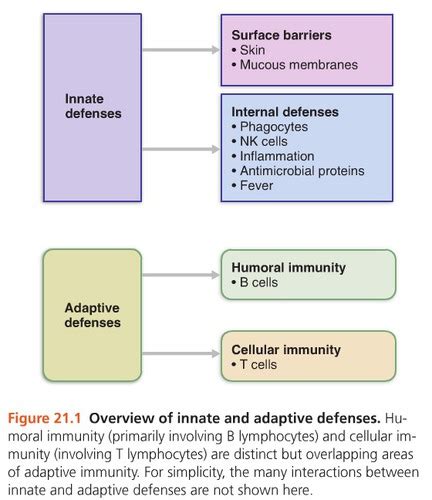 Chapter 21 The Immune System Innate And Adaptive Body Defenses