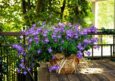 Kwiaty Na Cienisty Balkon E Ogrody