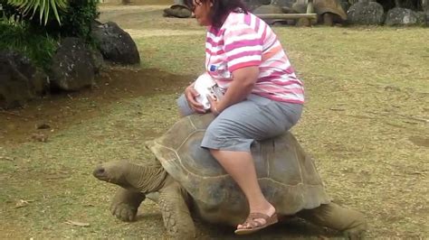 Woman Falls From Giant Tortoise Youtube