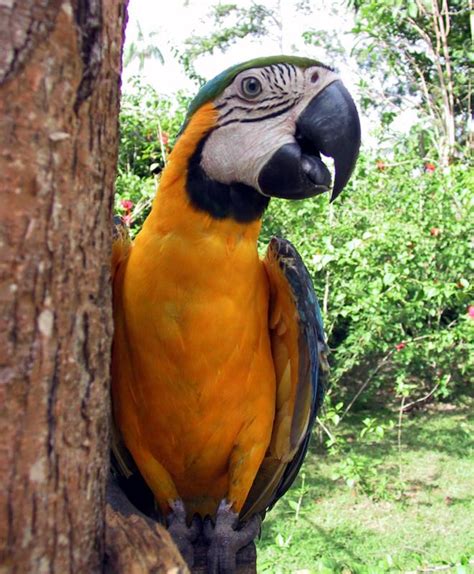 A big macaw