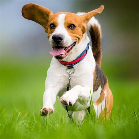 cute dog breeds  guaranteed    smile bechewy