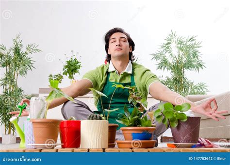 O Jardineiro Masculino Novo Plantas Dentro Foto De Stock Imagem