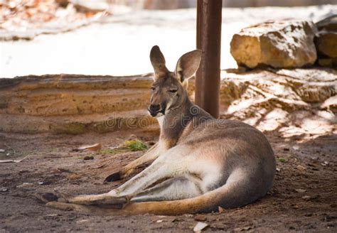 Red kangaroo stock image. Image of park, marsupial, brown - 110732241