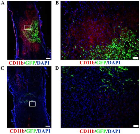 Macrophage infiltration. Immunofluorescence staining revealed that ...