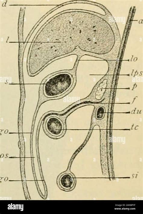 Human Anatomy Including Structure And Development And Practical