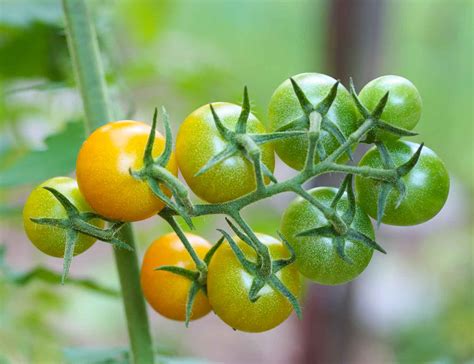 Determinate Vs Indeterminate Tomato Plants