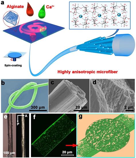 Fiber Fabrication And Microstructure Characterization A Schematic