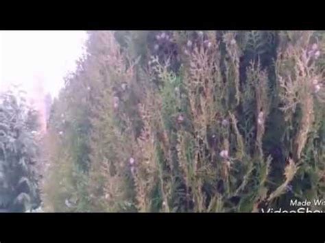 Туя Биота или Плосковеточник.Композиции хвойных - YouTube