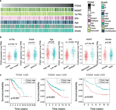 Clinical Relevance Of Integrin Alpha Itga In Patients With