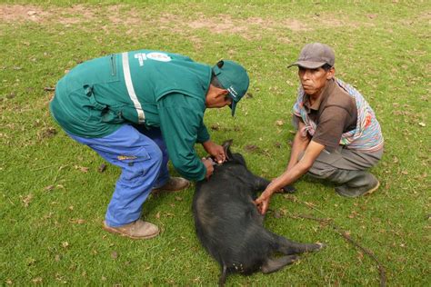 Minagri Inicia Vacunaci N Contra La Peste Porcina En Ayacucho Senasa