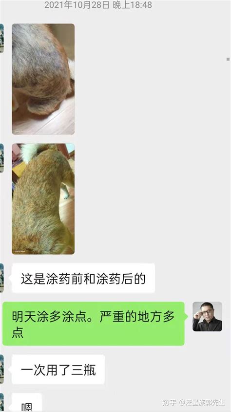 柴犬严重皮肤病 历时三个月治疗康复过程 知乎