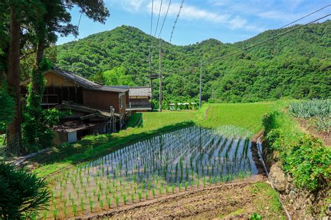 15 lieux pour admirer les rizières au Japon | Ichiban Japan