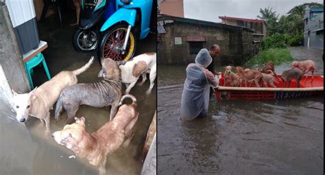 Man saves dogs as typhoon Ulysses floods shelter – Animal Scene Magazine