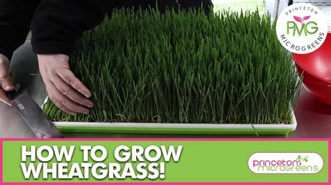 How To Grow Wheatgrass Youtube