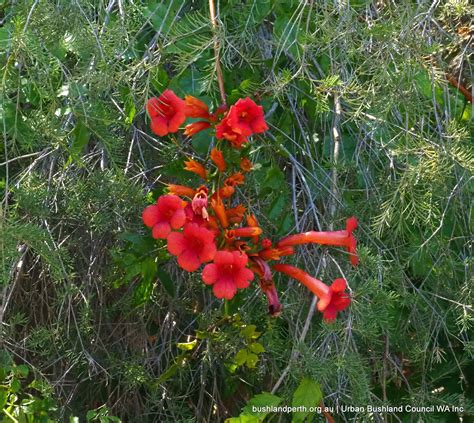 Get 42 Orange Trumpet Vine Flower