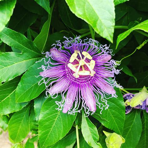 138 Best Passionflower Images On Pholder Gardening Druggardening And