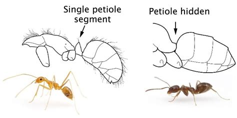 Identification Pacific Invasive Ant Toolkit