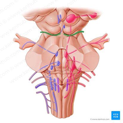 Trochlear nerve (cranial nerve IV): anatomy and function | Kenhub