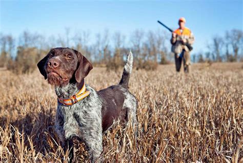 German Wirehaired Pointer Dog Breed Information and Characteristics