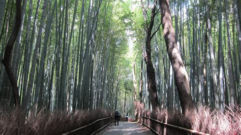 Kyoto bamboo forest : r/pics