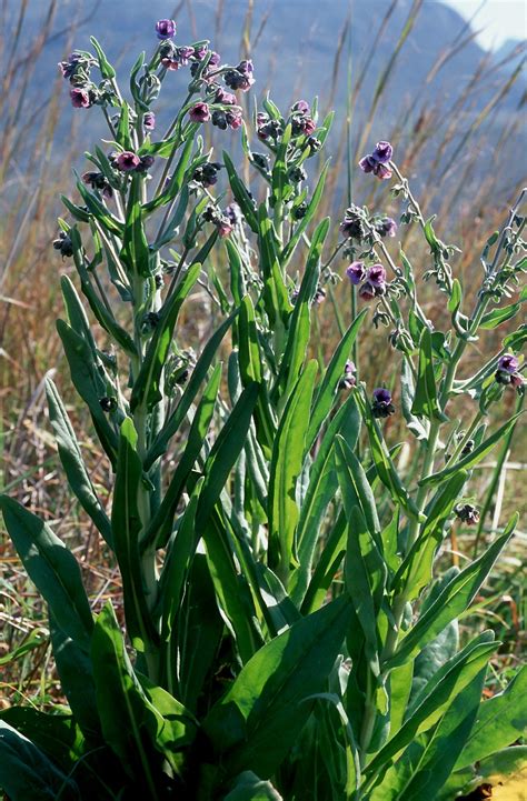 Flower Gallery :: Boraginaceae :: 653_12