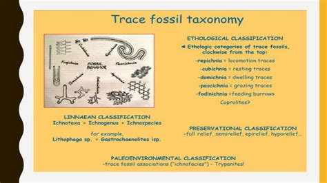 Ichnology Classification Significance Of Trace Fossil PPT