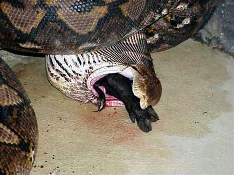 World Amazing Photos: Anaconda Eating a Pig Cool Pictures