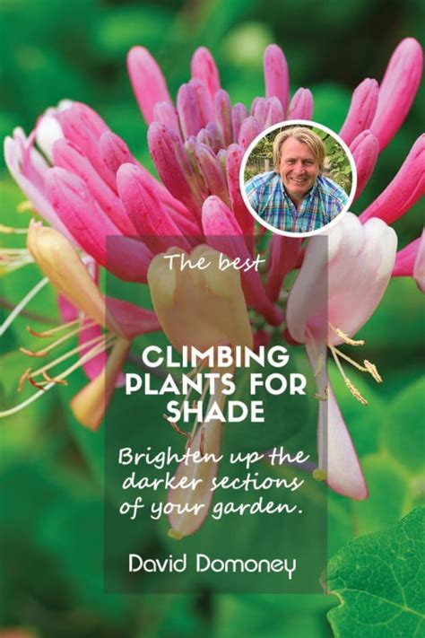 The Best Climbing Plants For Shade David Domoney