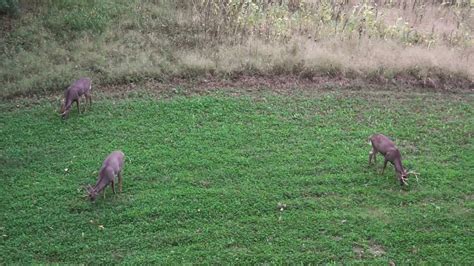 Bucks Enjoying Clover Alfalfa And Chicory Mix Food Plot Youtube