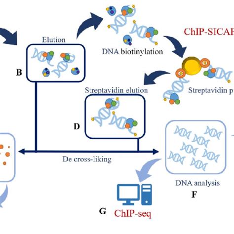 Schematic Representation Of Dna Pull Down Assay Workflow A Probe