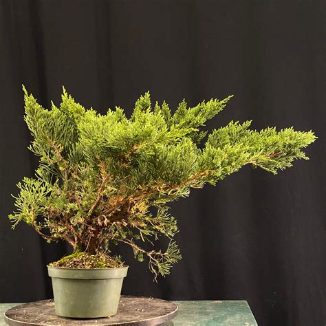 Parsonii Juniper Raw Stock Underhill Bonsai Llc