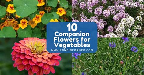 Best Companion Planting Flowers for Vegetables 2023 - Pond Informer