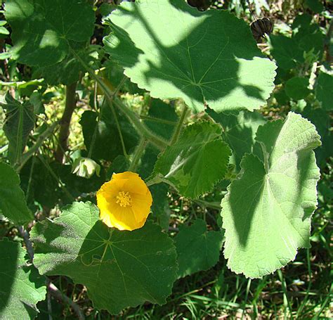 Buy Modern Plants Live Atibala Abutilon Indicum Medicinal Plant With Pot Online ₹239 From