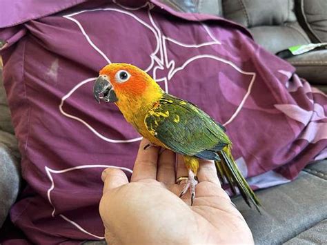 Beautiful Baby Female Sun Conure