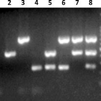 Agarose Gel Electrophoresis Of Specific Fragments Amplified By