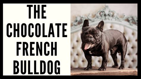 The Chocolate French Bulldog - French Bulldog Texas